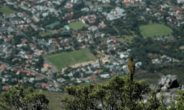 Verda Aner // Bird view, Cape Town