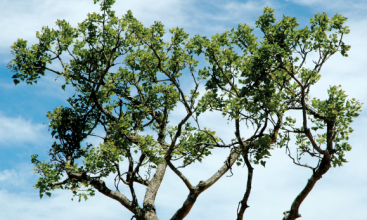 Verda Aner // Tree of life, Cambodia