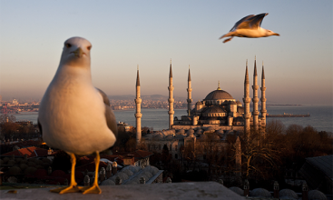 Mehmet Kaçmaz // Asayiş berkemal, Sultanahmet, 2011